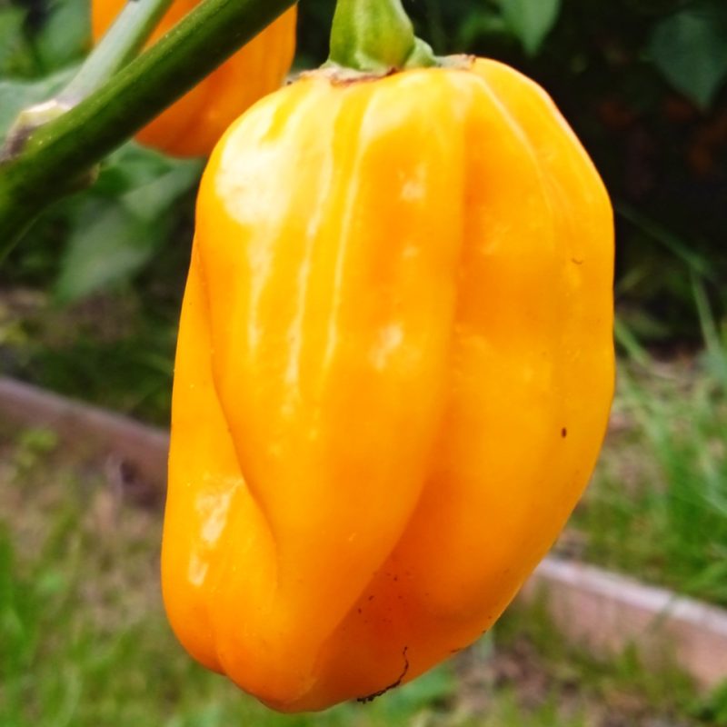 Habanero Yellow
