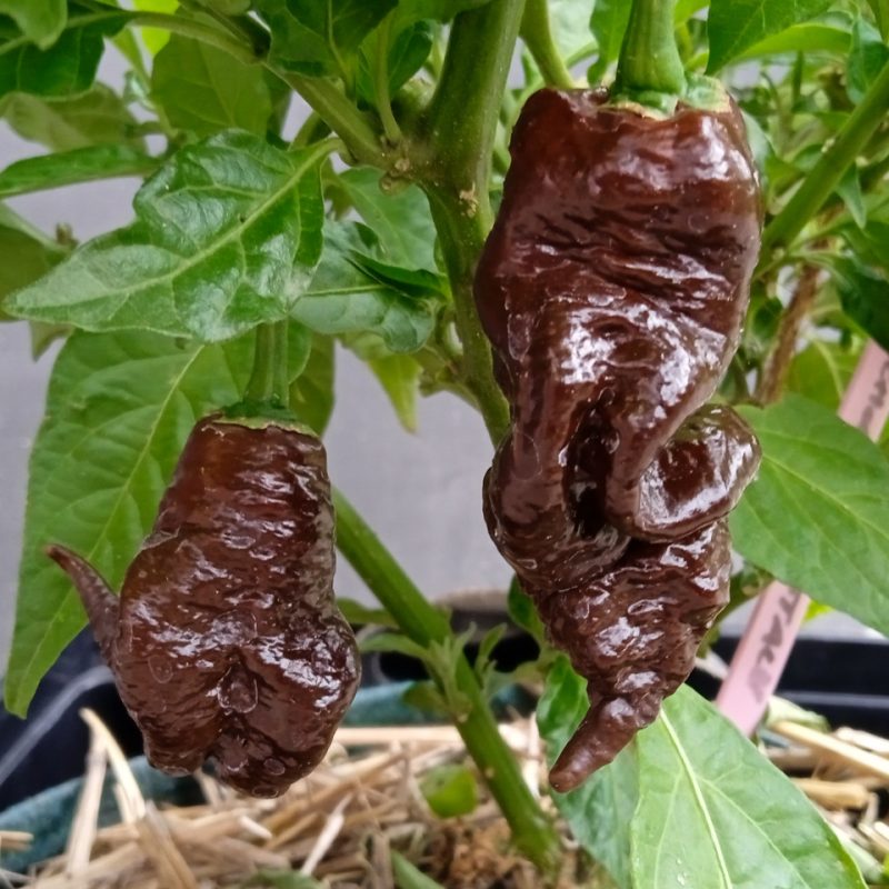 Primotalii Chocolate