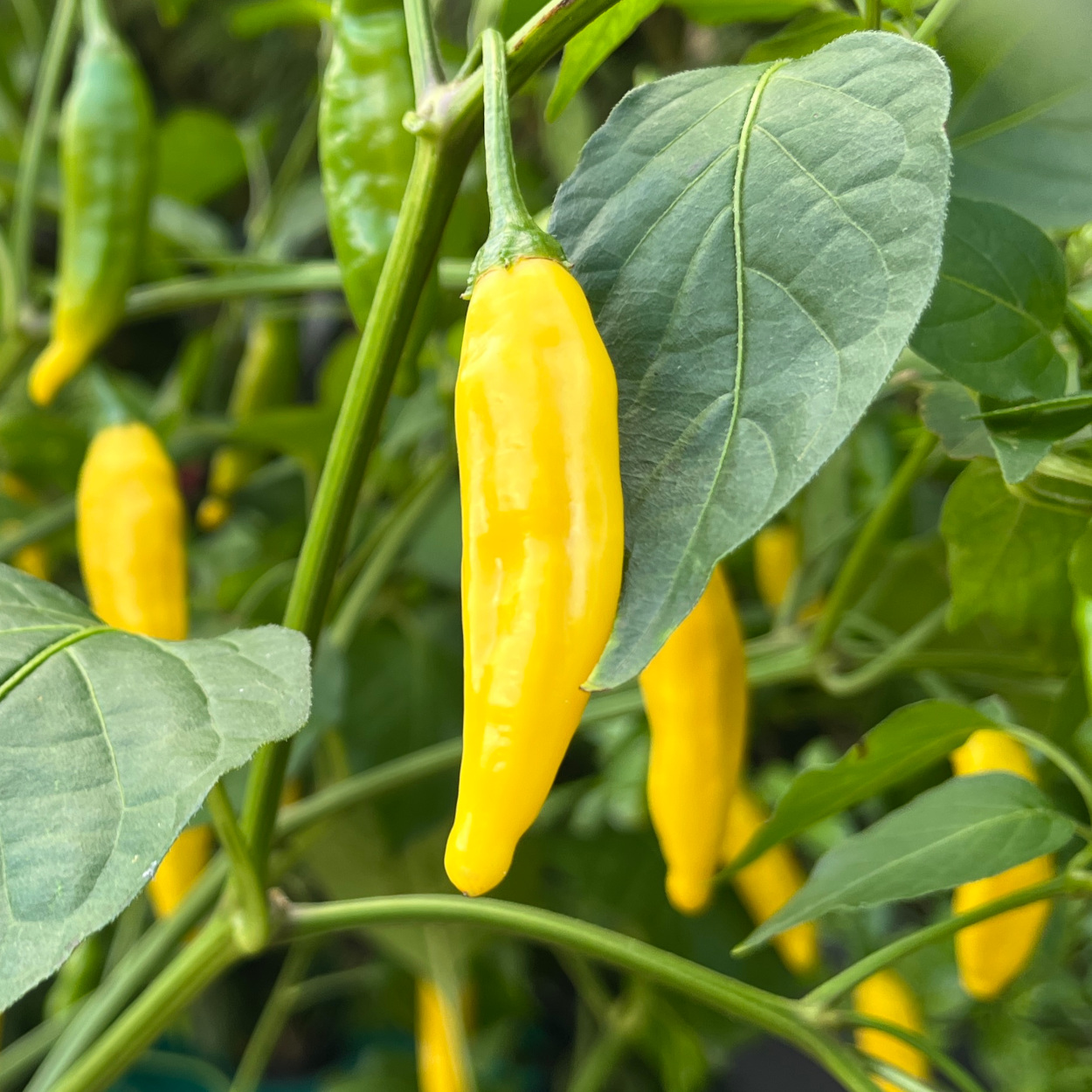 Aji Pineapple