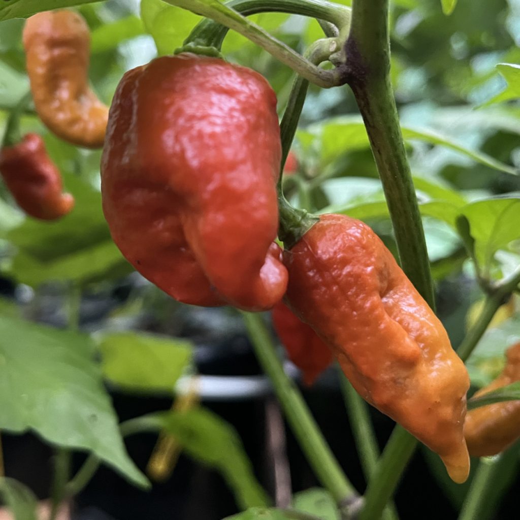 Bhutlah Brown