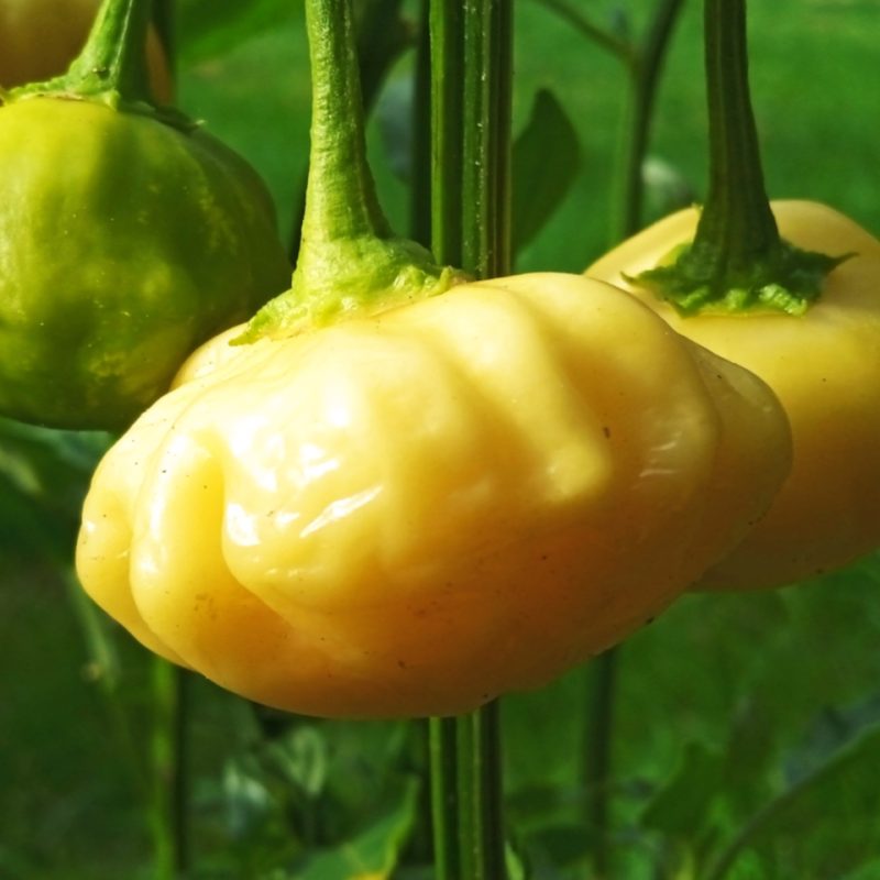 Brazilian Starfish Yellow