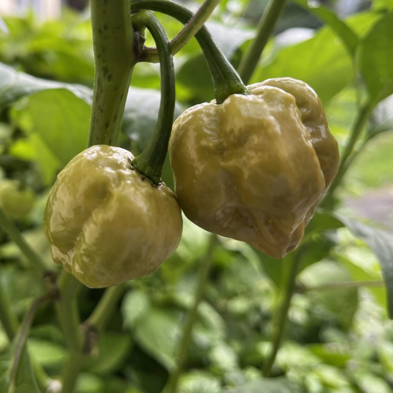 Carolina Reaper Golden