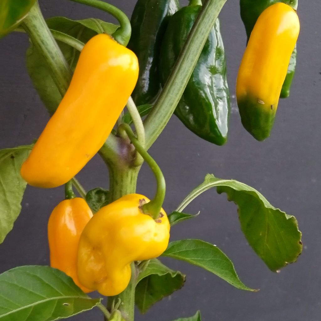 Ghostly Jalapeno Yellow