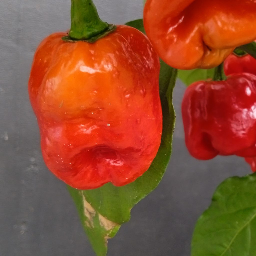 Habanero x Bahamian Goat