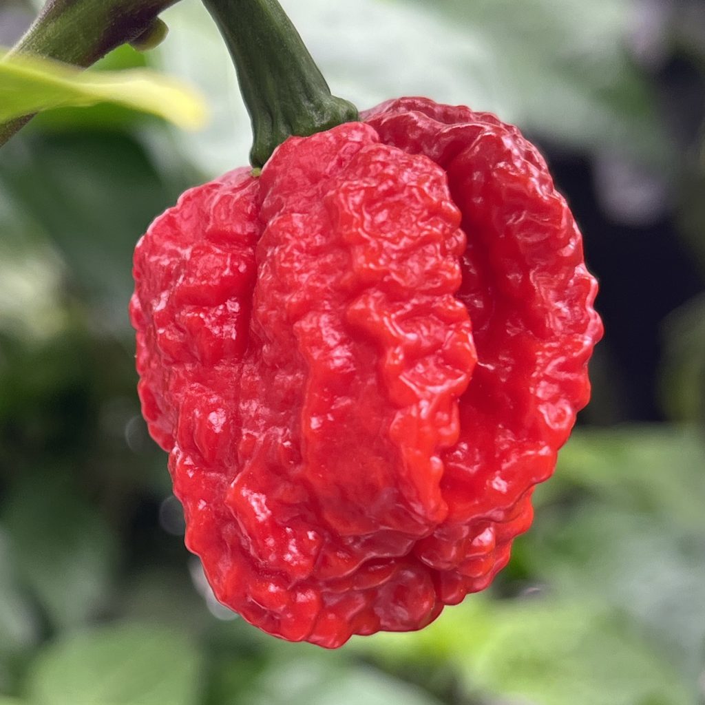 JS Reaper Brains
