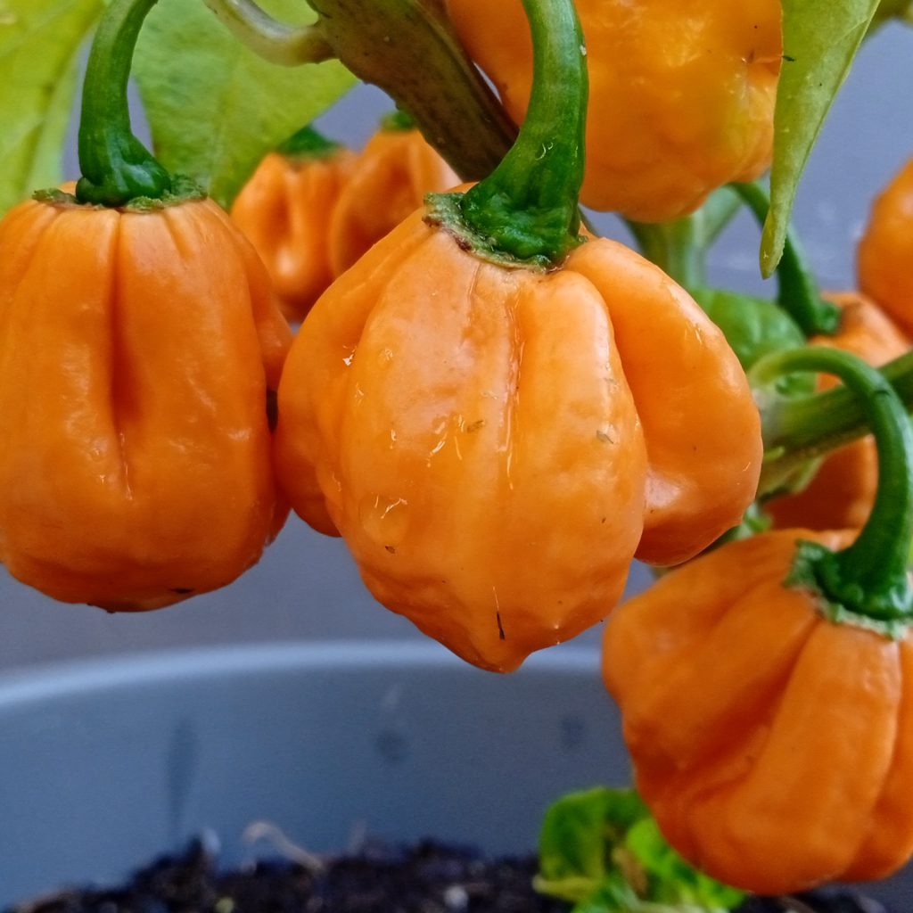 Scotch Brain Orange