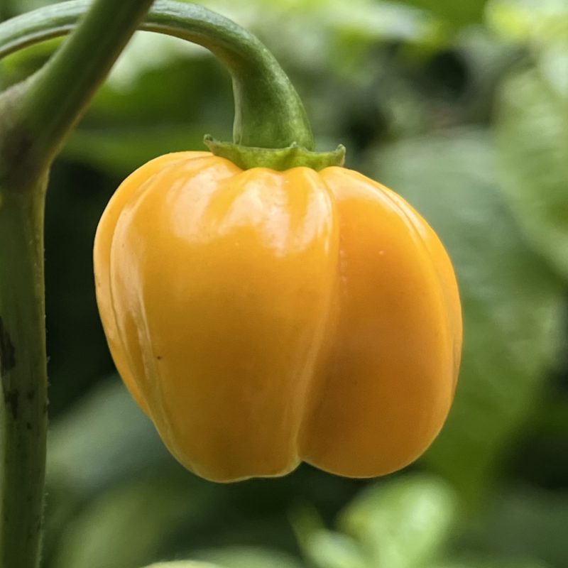 7 Pot Brain Strain Yellow