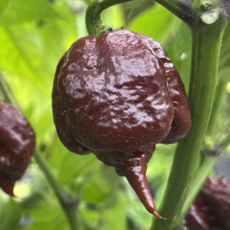 7 Pot Primo Chocolate