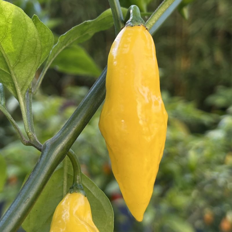 Alien Reaper Drops Lemon