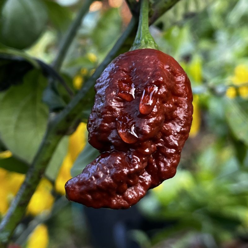 Apocalypse Chocolate