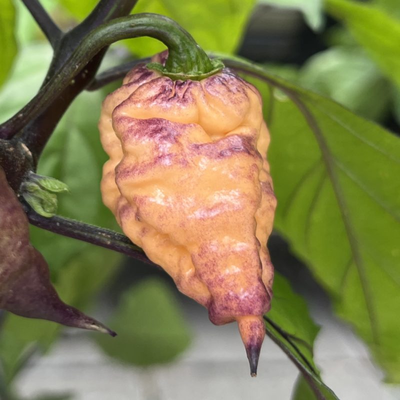 BBG Hellwalker Peach