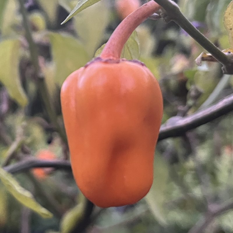 BBG Purple Ghost Scorpion