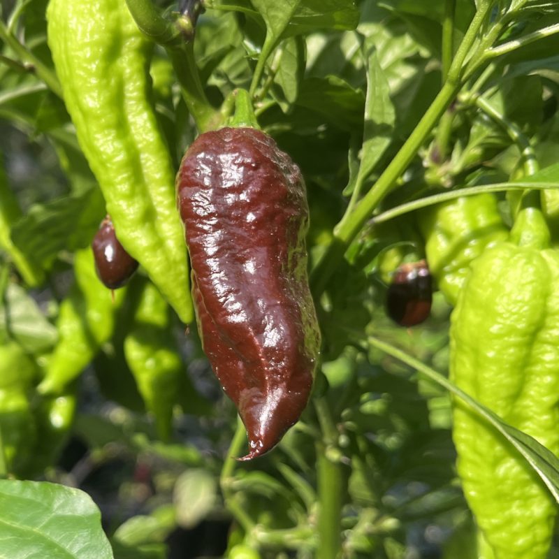 Bhut Jolokia Chocolate