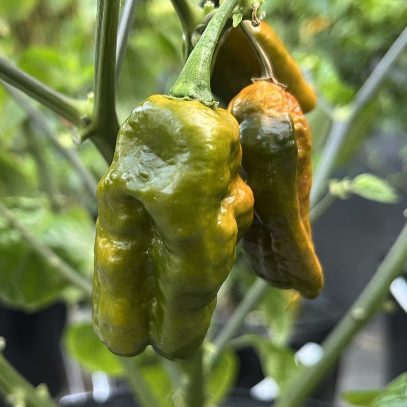 Bhut Jolokia Olive