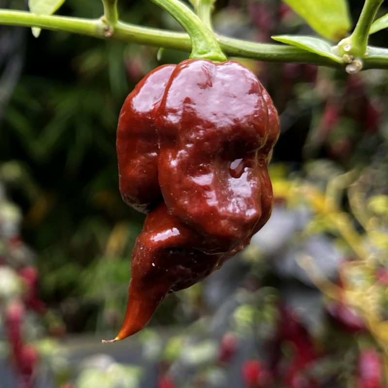Bhutlah SM Chocolate