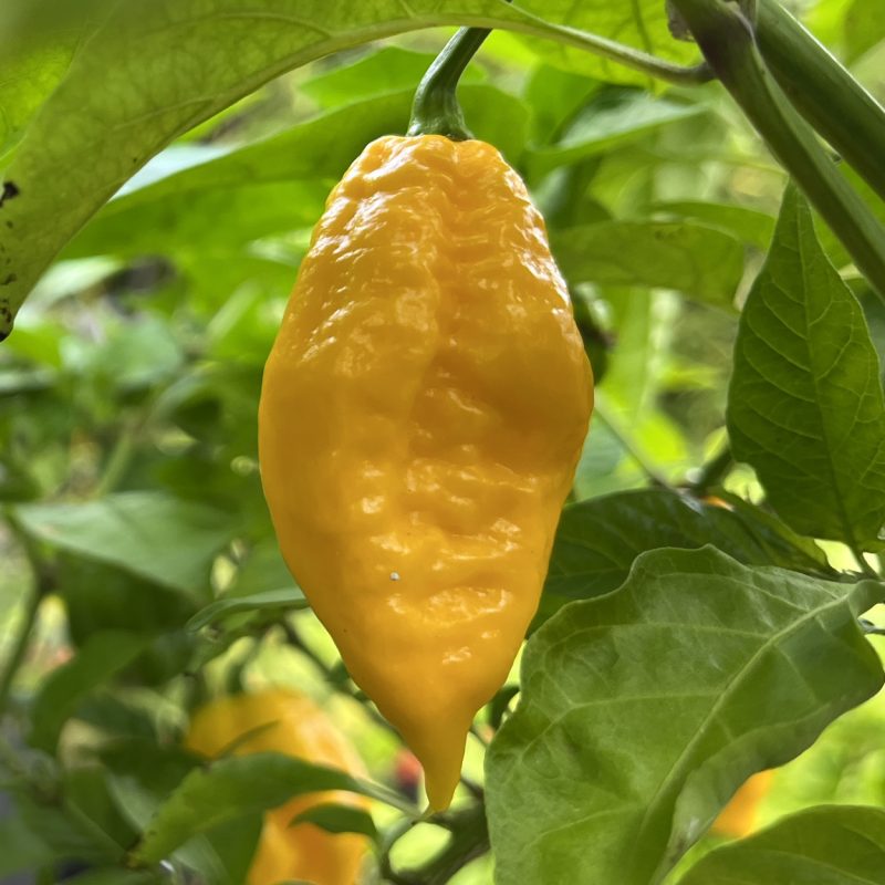 Bhutlah Yellow
