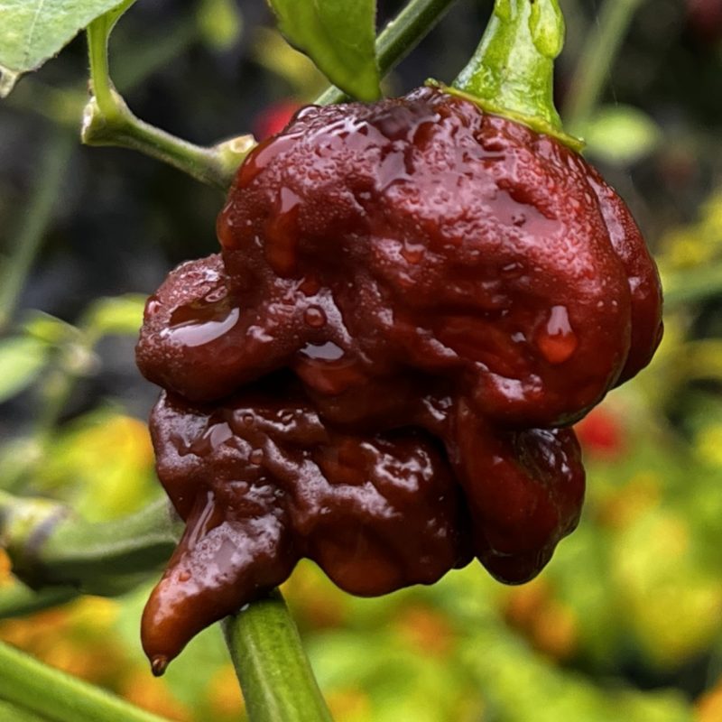 Bismarck Long Chocolate