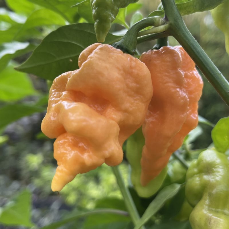 Bleeding Jigsaw Peach