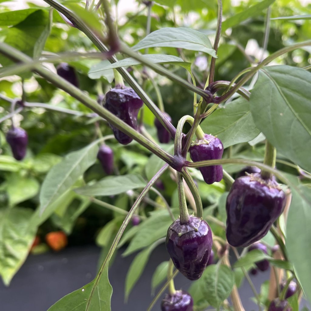 Black Scorpion Tongue