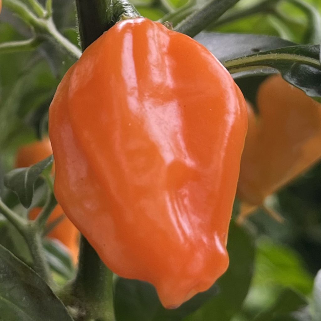 Carbonero Orange
