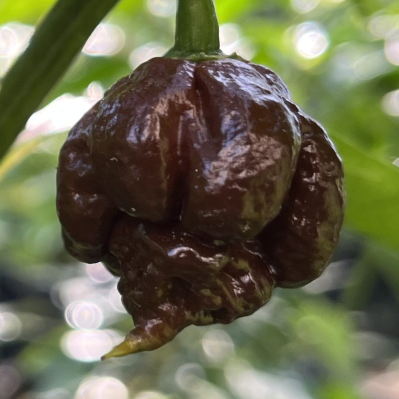 Carolina Reaper x 7 Pot Lava Choco