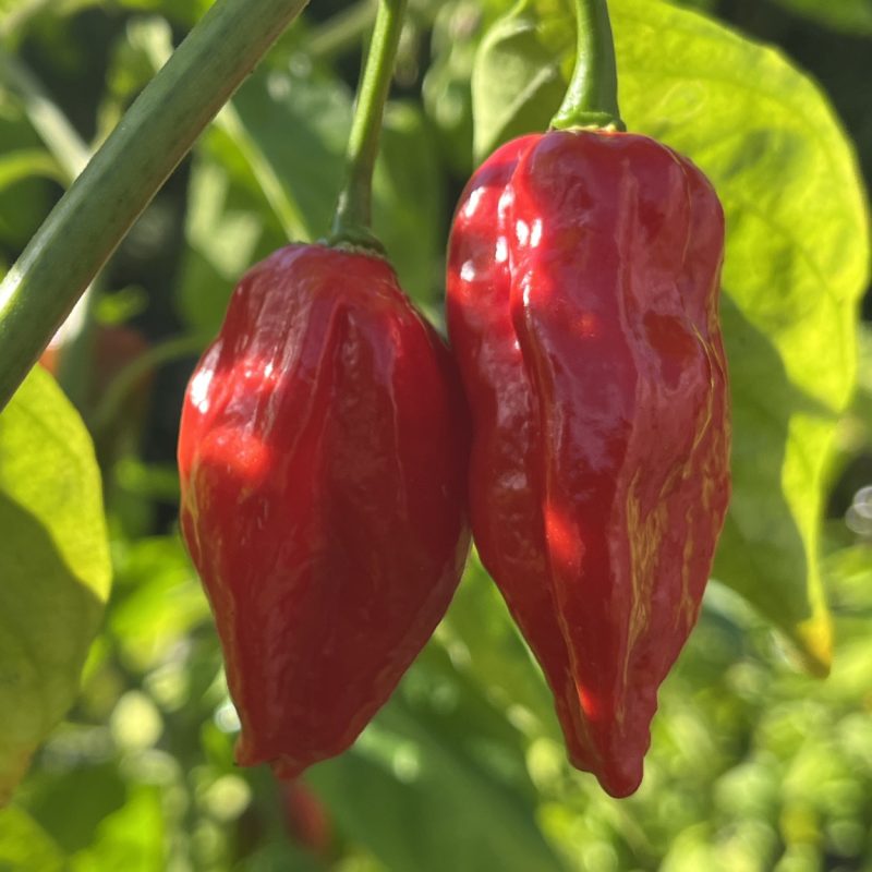 Dorset Naga