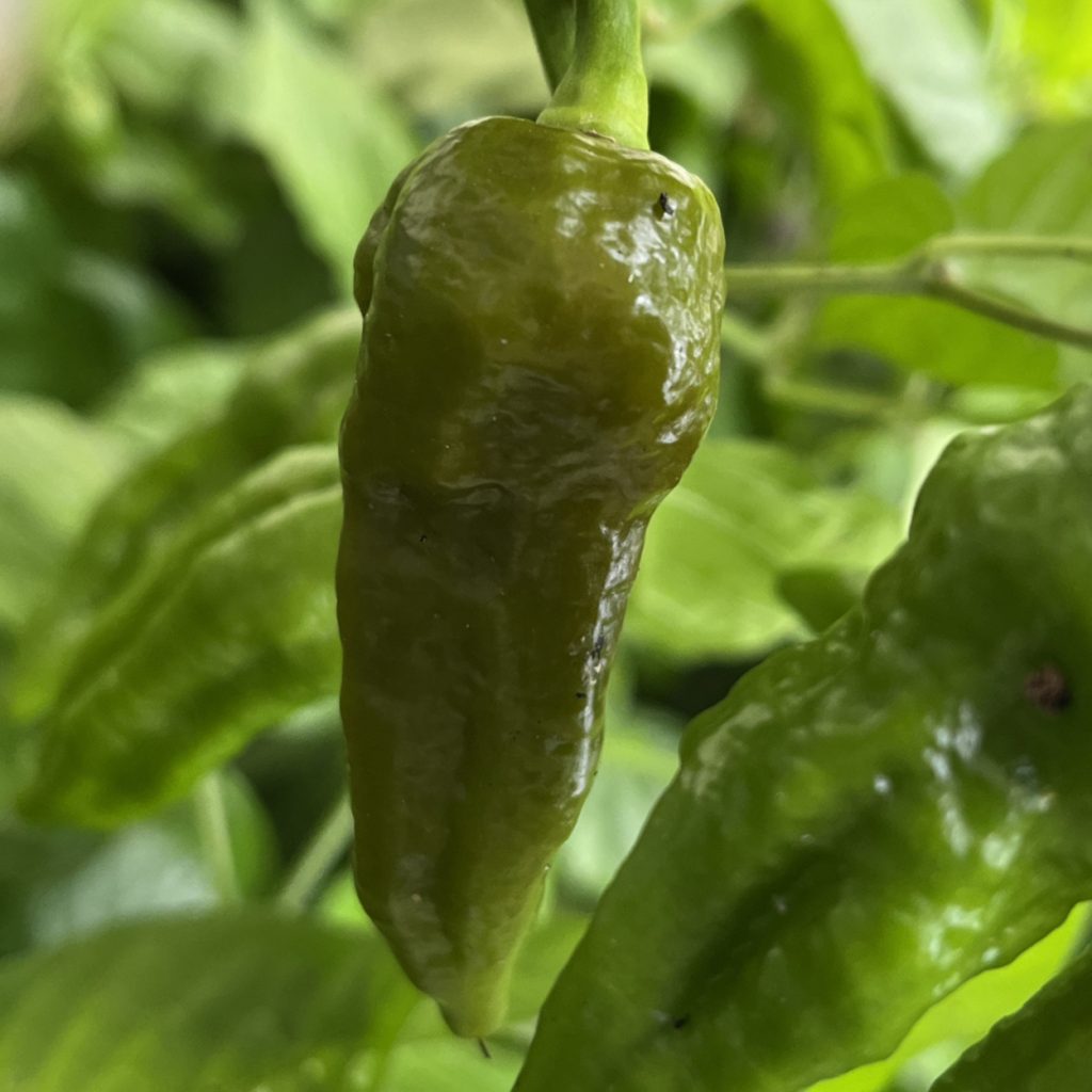 Ghostly Jalapeno Mustard