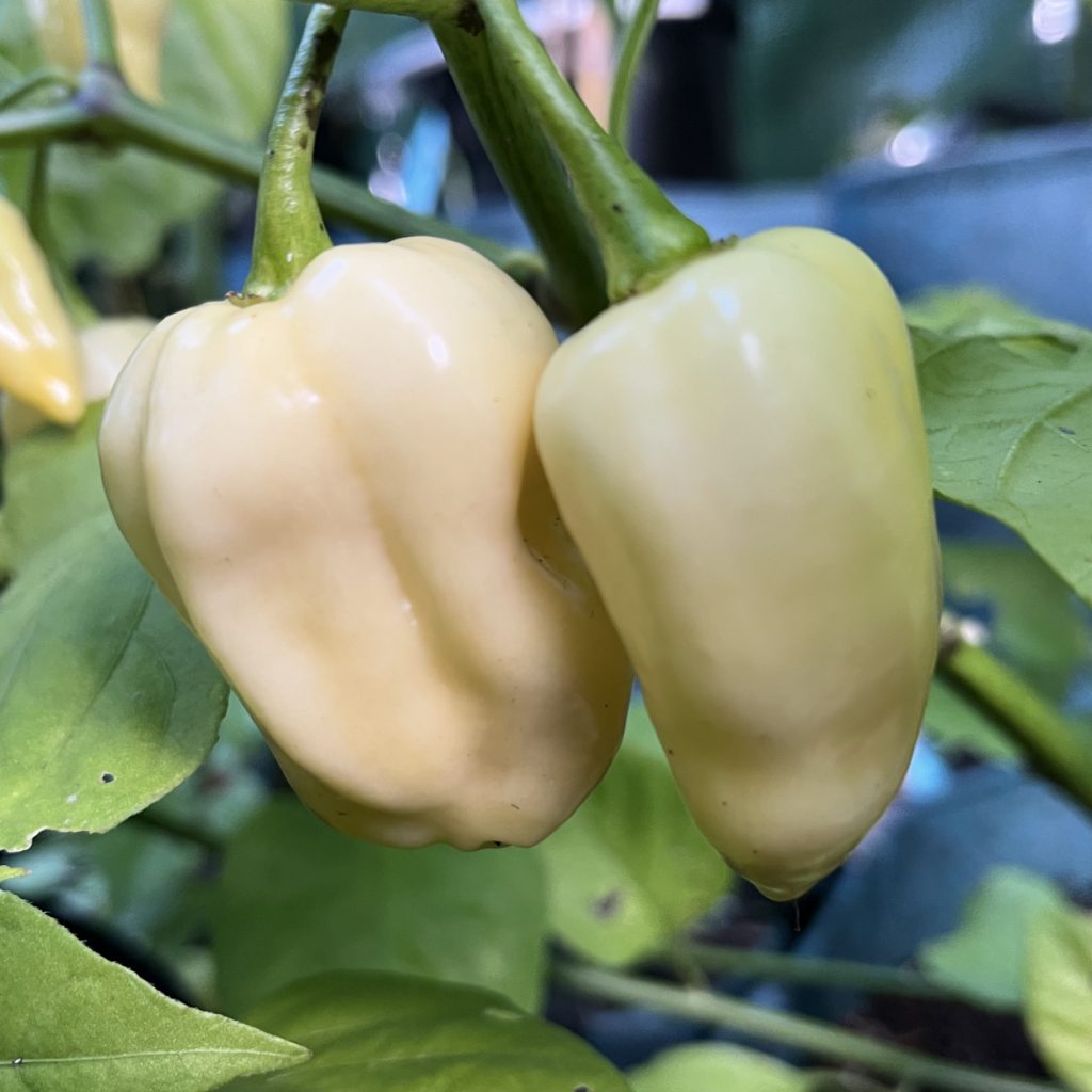 Habalokia White