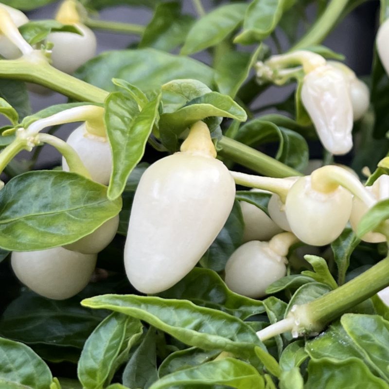 Habanero White Bullet