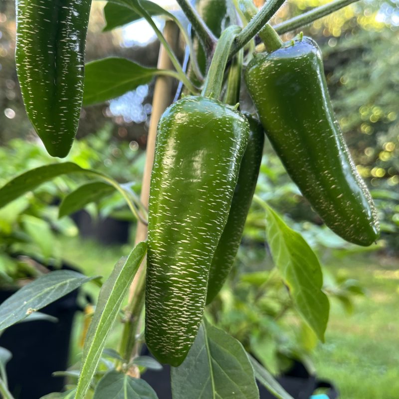 Jalapeno Farmer's Market
