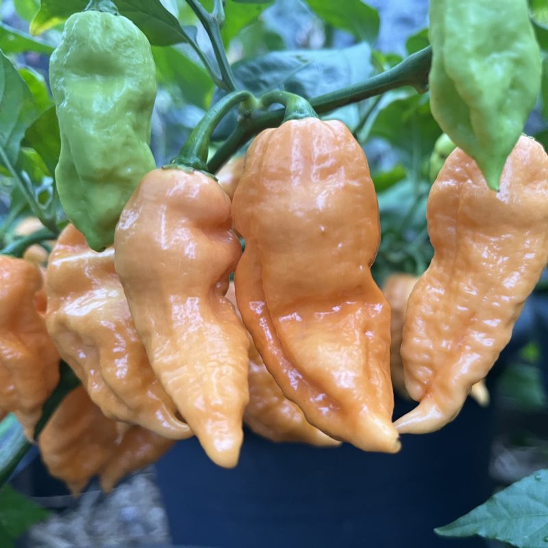Jay’s Peach Ghost Scorpion