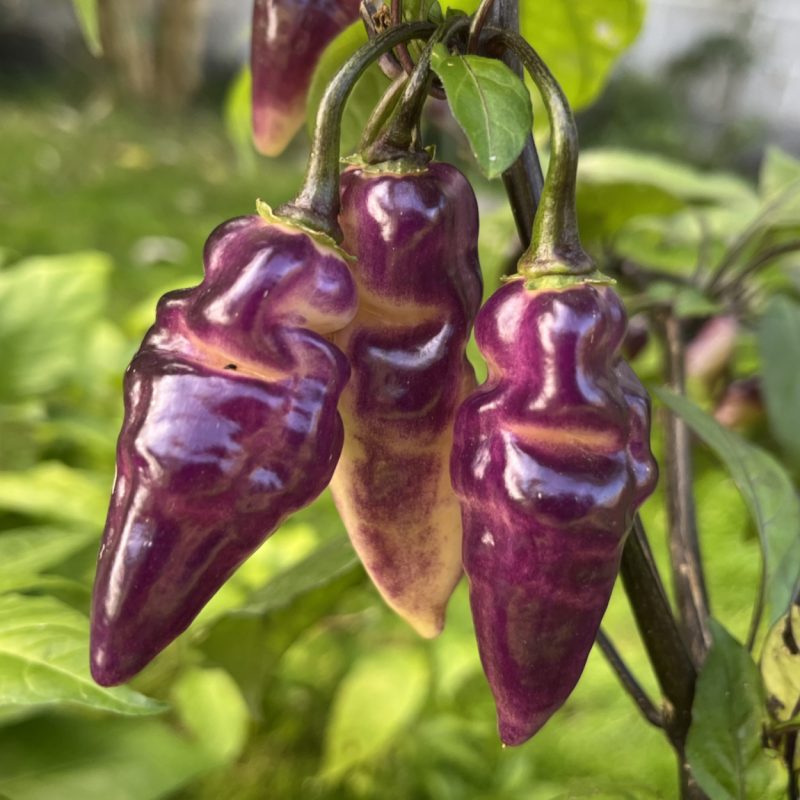 Madame Jeanette x Devil's Tongue White