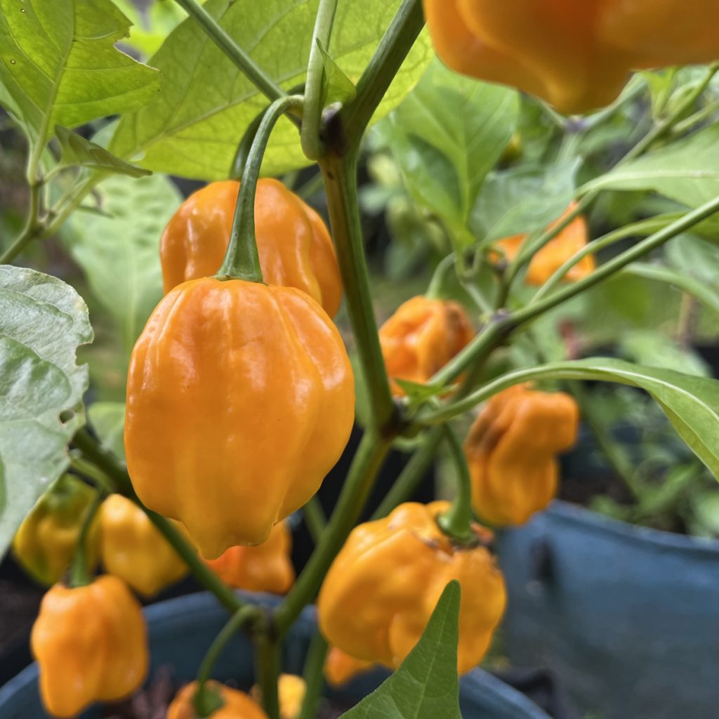 Mahatara Orange