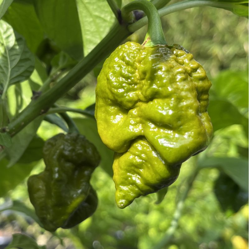 Moruga Brain Mustard