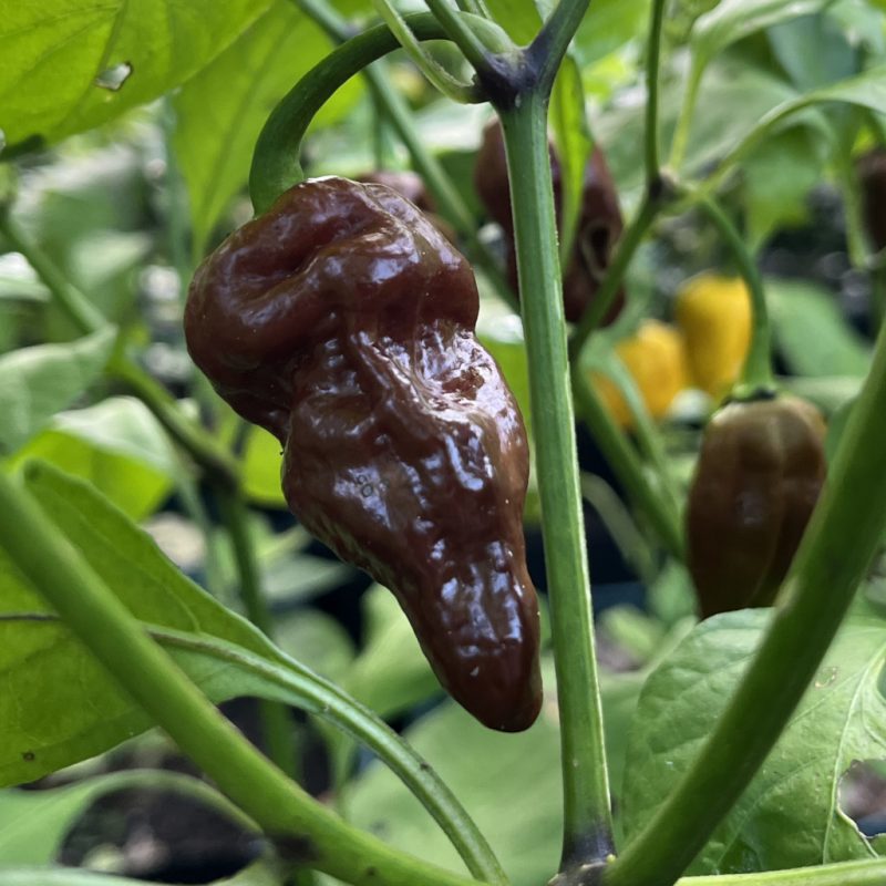 Naga Morich Chocolate