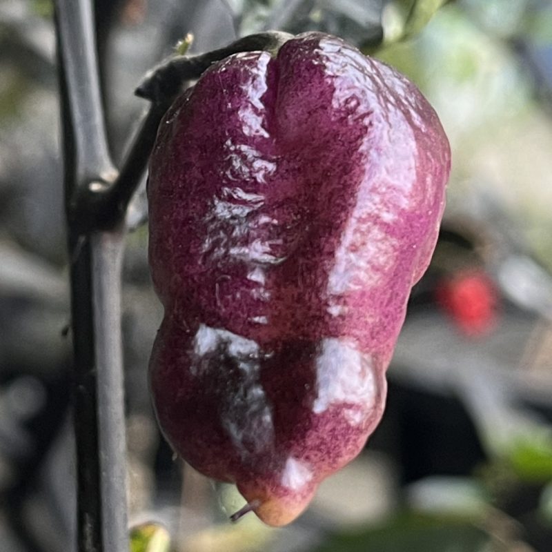 Pimenta Jolokia Peach Fire