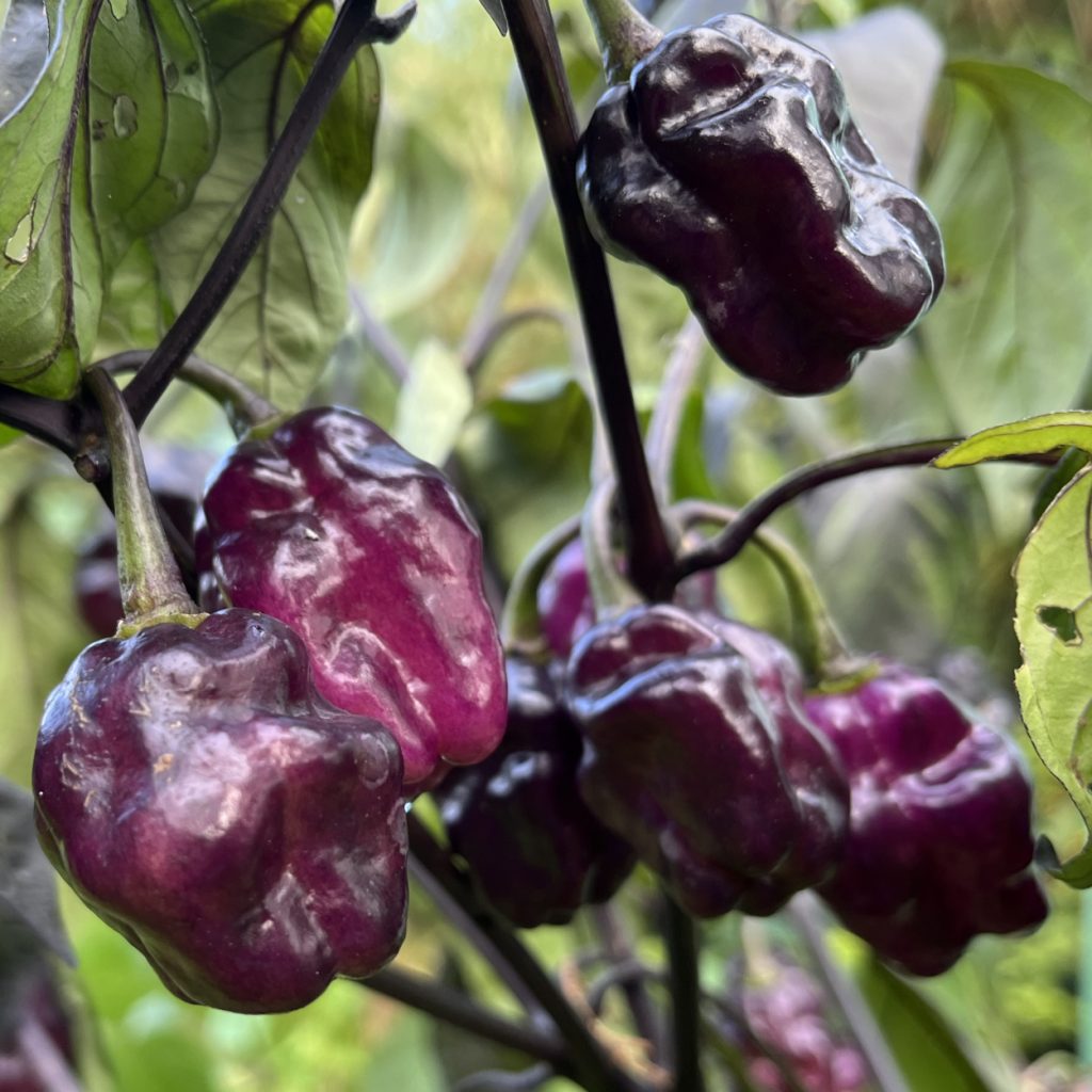 Pimenta Lisa