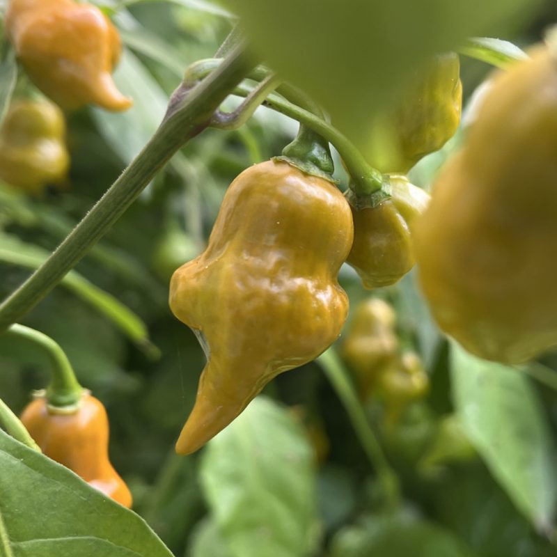 Pointed Mustard Habanero