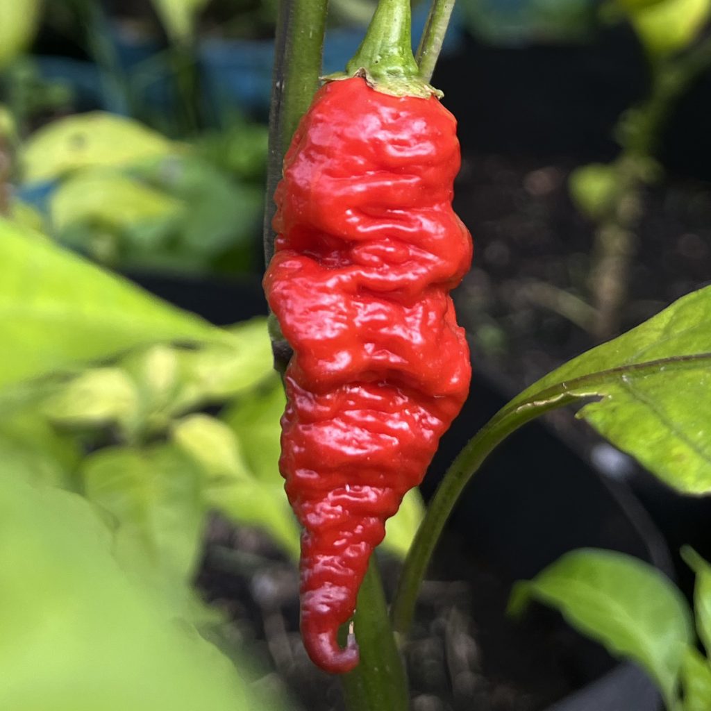 Poison Tail