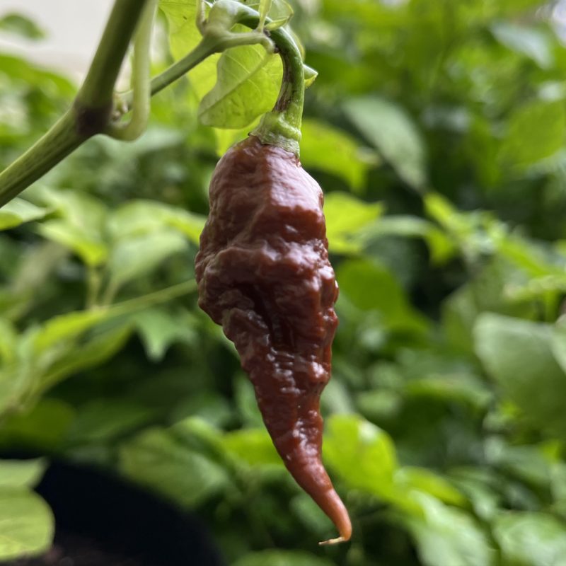 Purple Massacre Brown