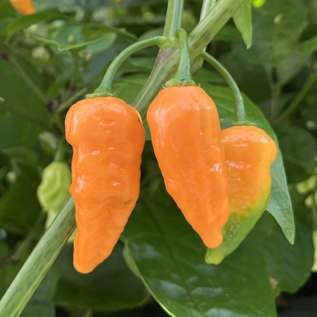 Purple Massacre Orange