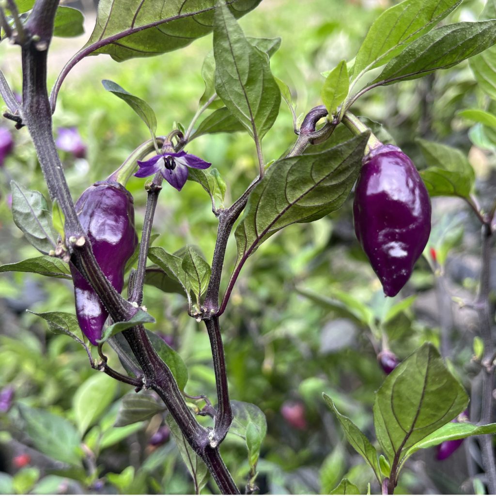 Purple Ufo