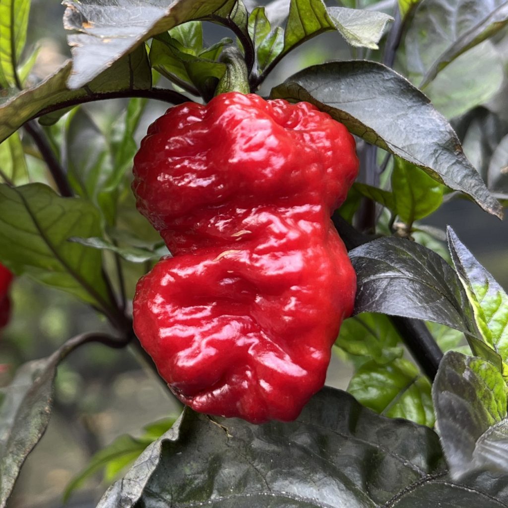 Reaper Sbagliato