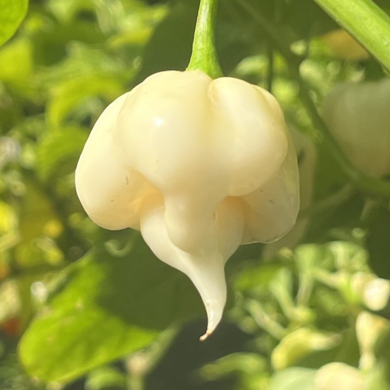 Taj Mahal White Minion