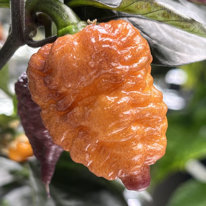 Thor's Thunderbolt Peach