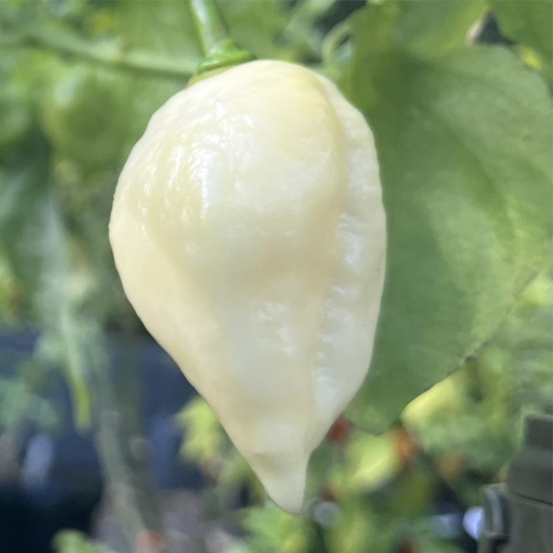 Trinidad Moruga Scorpion White