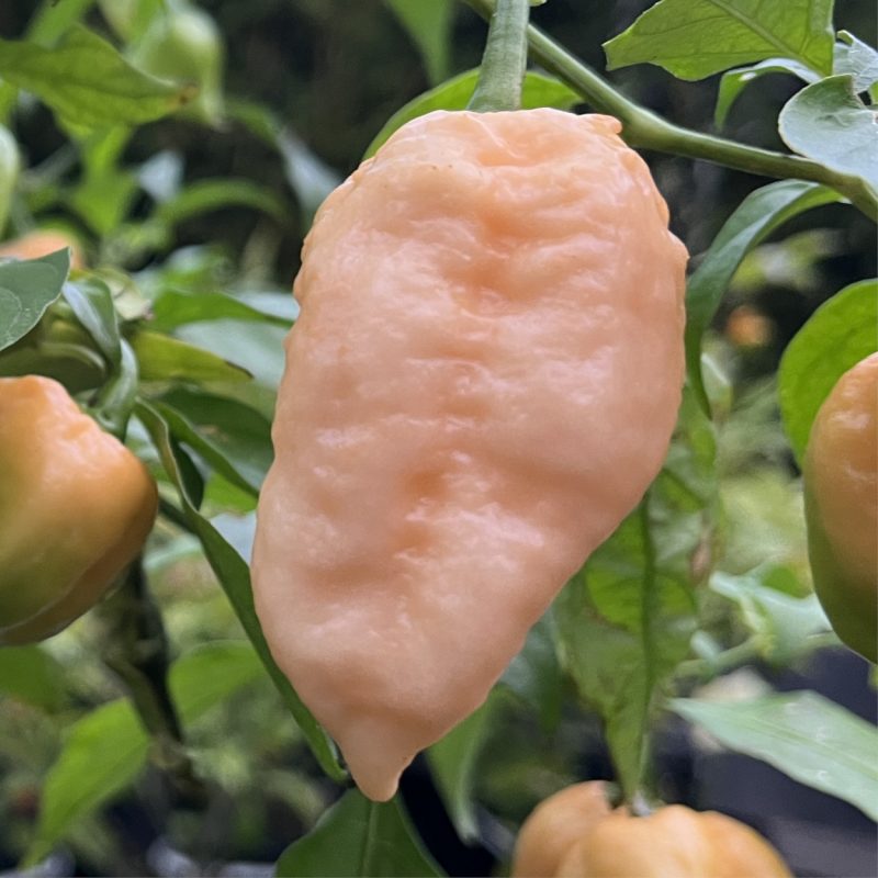 Trinidad Moruga Scorpion Peach