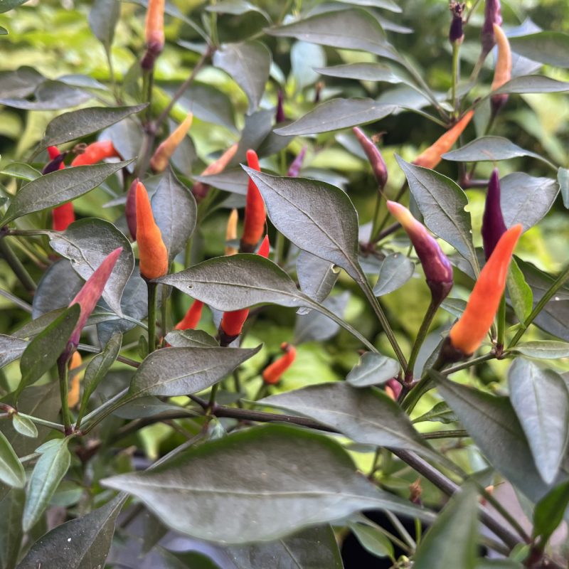 Maui Purple Multicolor