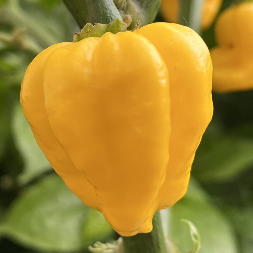 Carbonero Yellow