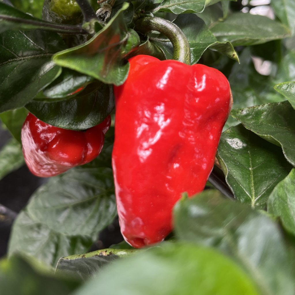 7 Pot Defcon